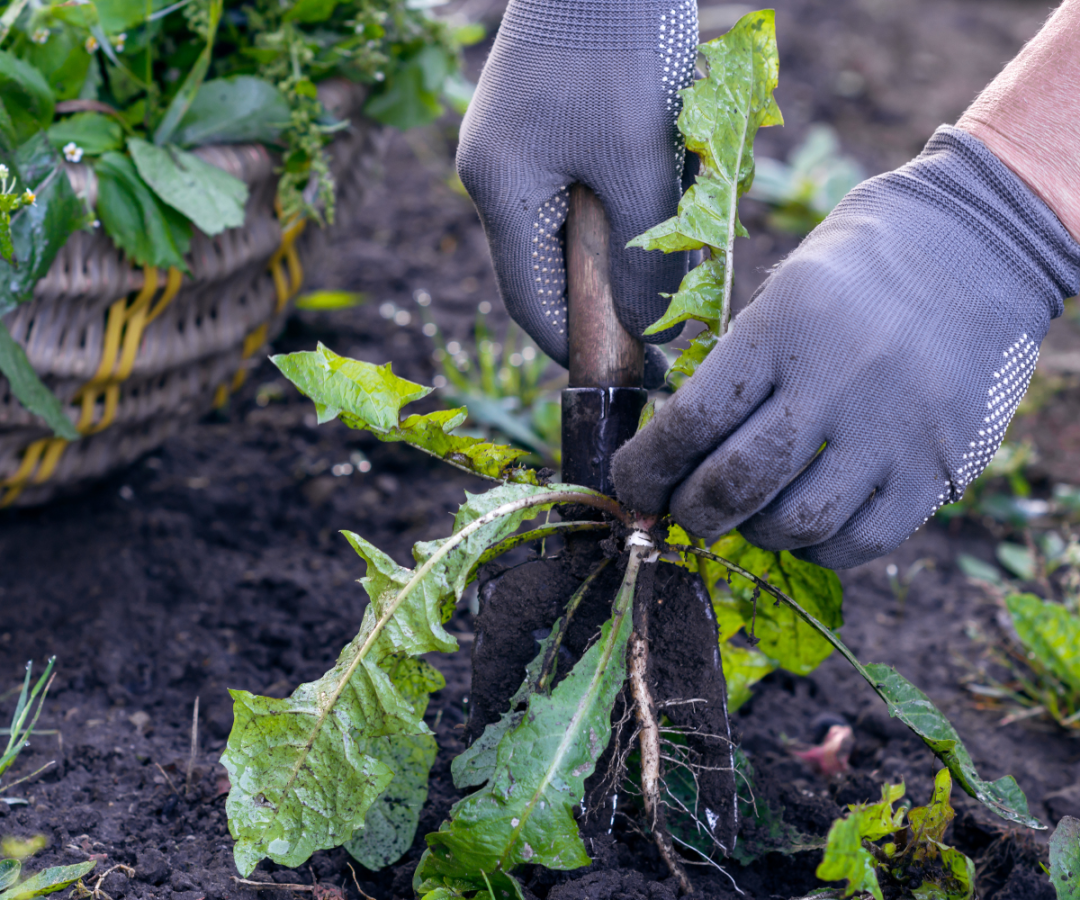 Close-up of gloved hands removing a deep-rooted weed from a garden bed