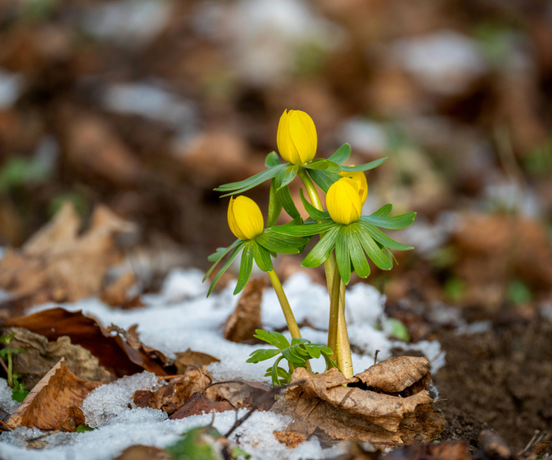Bright yellow winter aconite flowers emerging through snow and fallen leaves