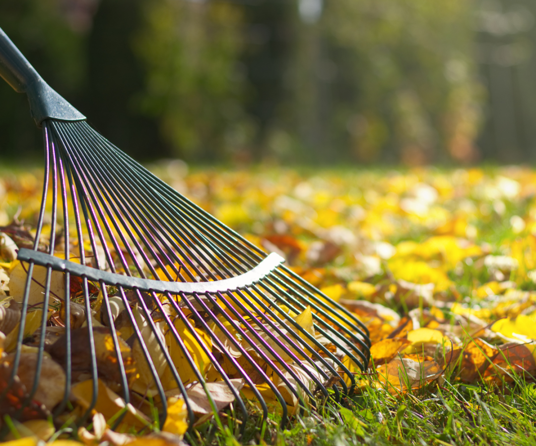 Close-up of a garden rake clearing autumn leaves from grass in soft sunlight